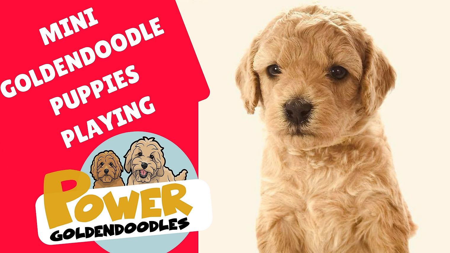 Goldendoodle Puppies | Power Goldendoodles | powergoldens.com
